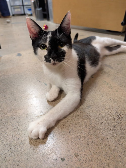 Onyx, an adoptable Domestic Short Hair in Los Altos Hills, CA