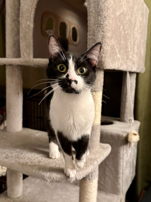 Sydney - teen female, Baby Domestic Short Hair (short coat), cat for adoption in San Rafael, California