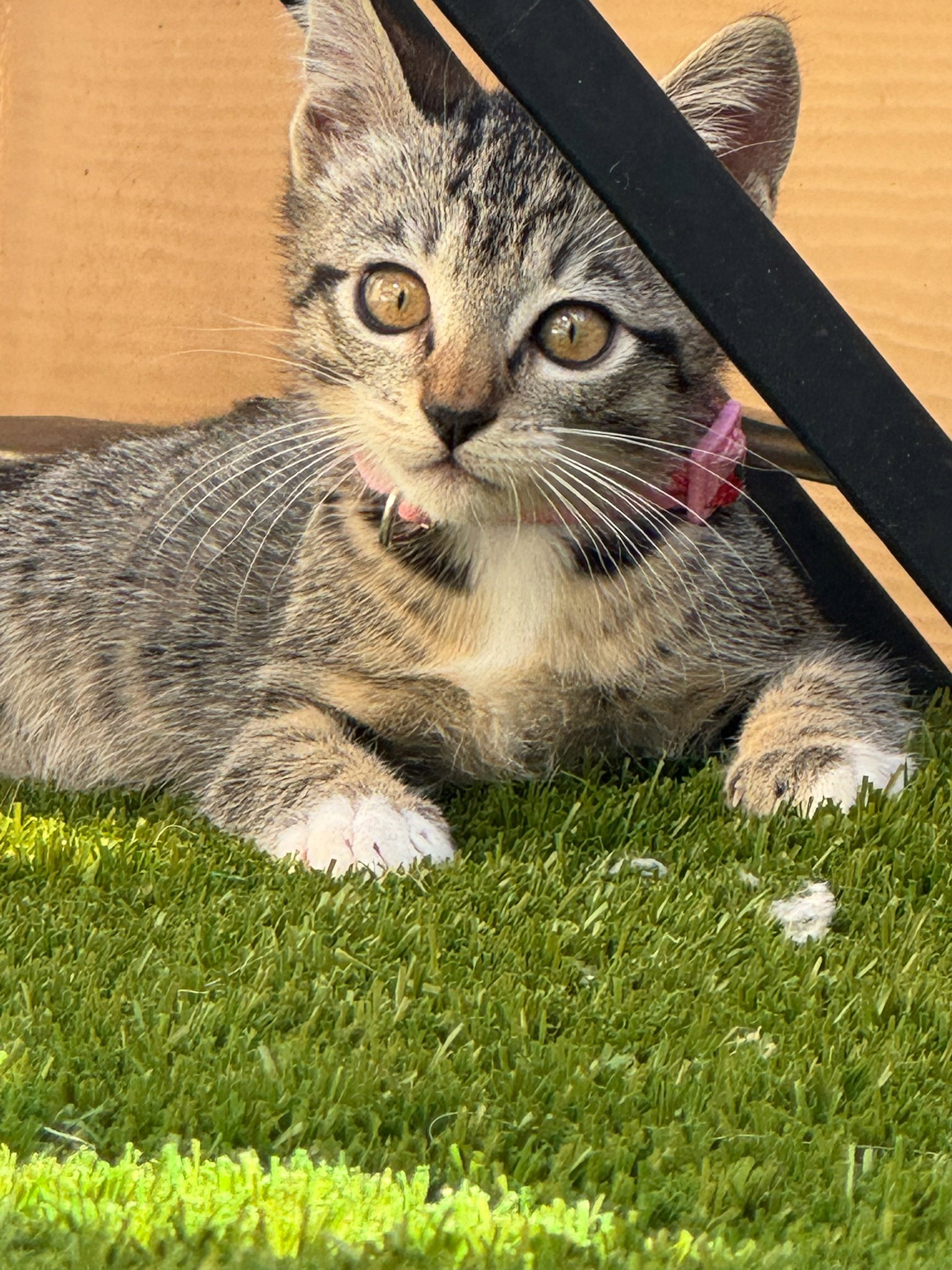 Camila - female kitten