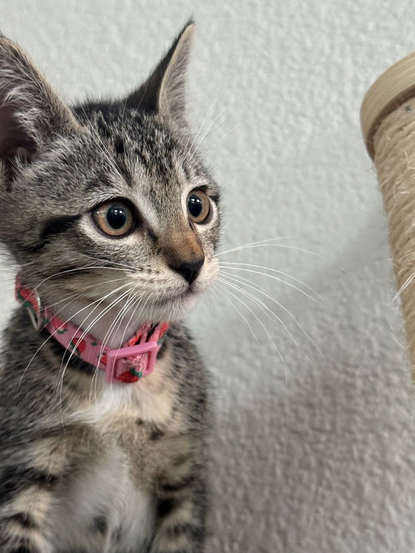 Camila - female kitten
