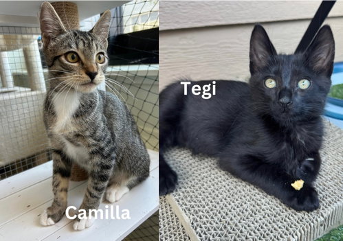 Camilla & Tegi - bonded kittens