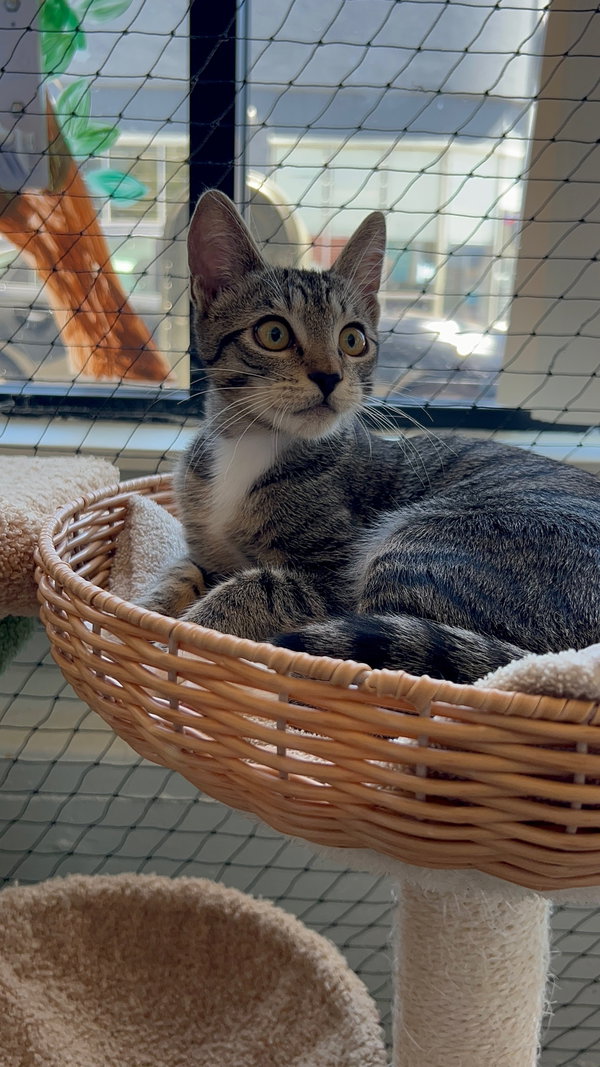 Camilla & Tegi - bonded kittens