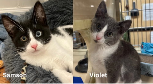 Violet and Samson - bonded kitten siblings
