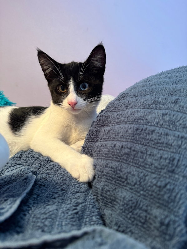 Violet and Samson - bonded kitten siblings