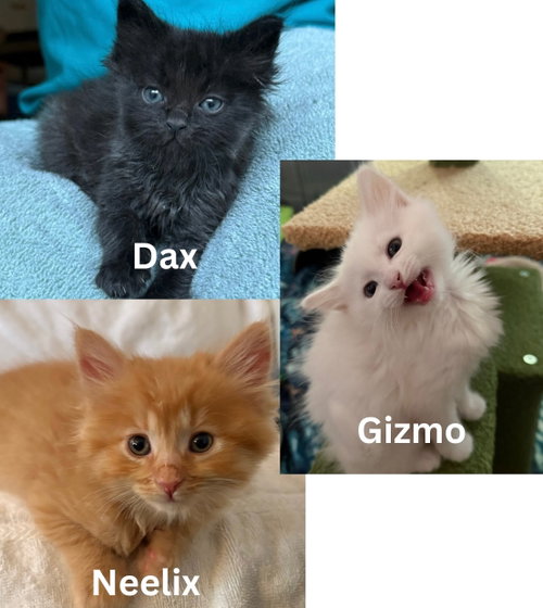 Neelix, Dax & Gizmo - kitten siblings