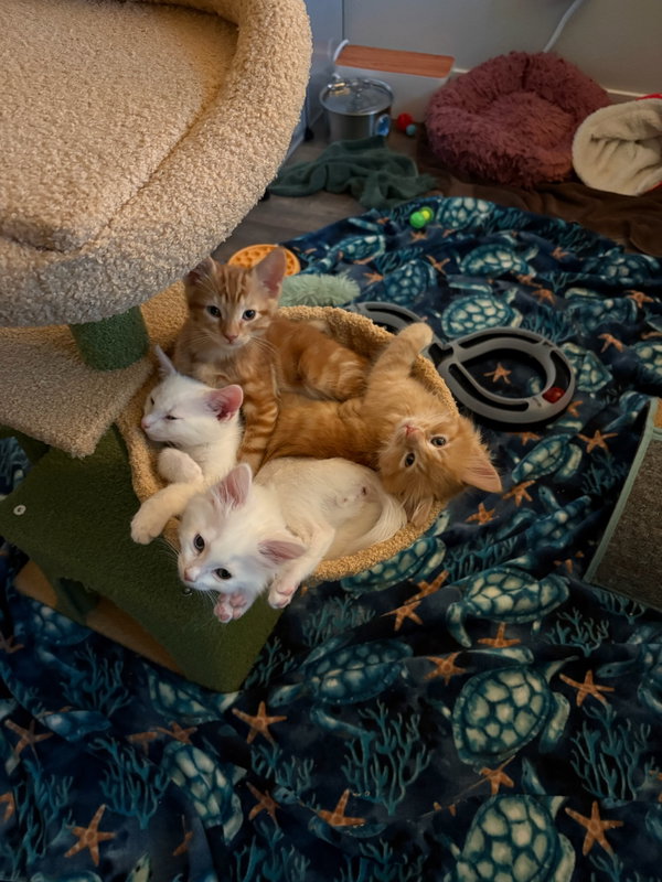 Neelix & Gizmo - bonded siblings