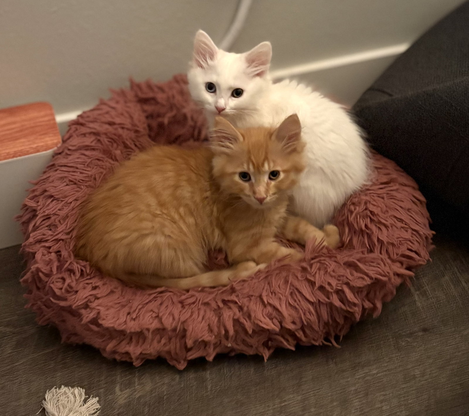Neelix & Gizmo - bonded siblings