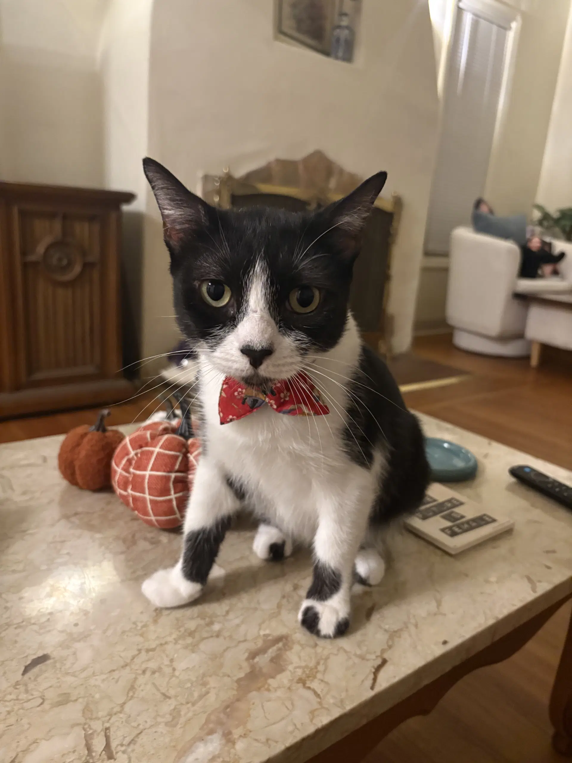 Misty - Tuxedo