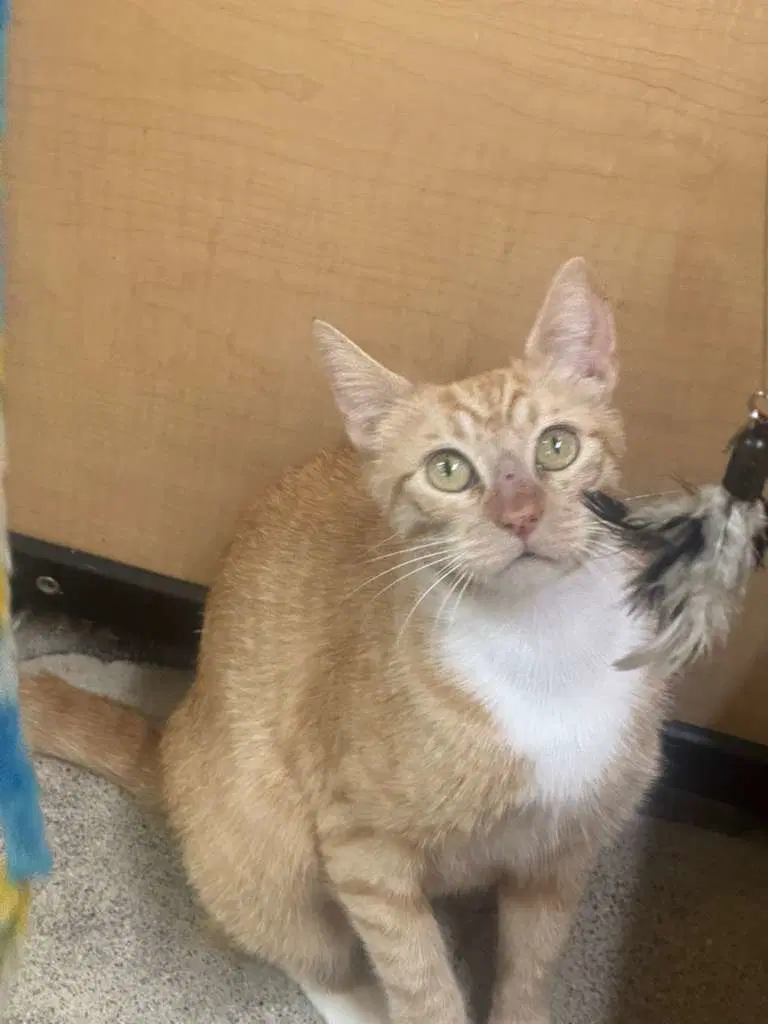 Pepper Ann - Tabby