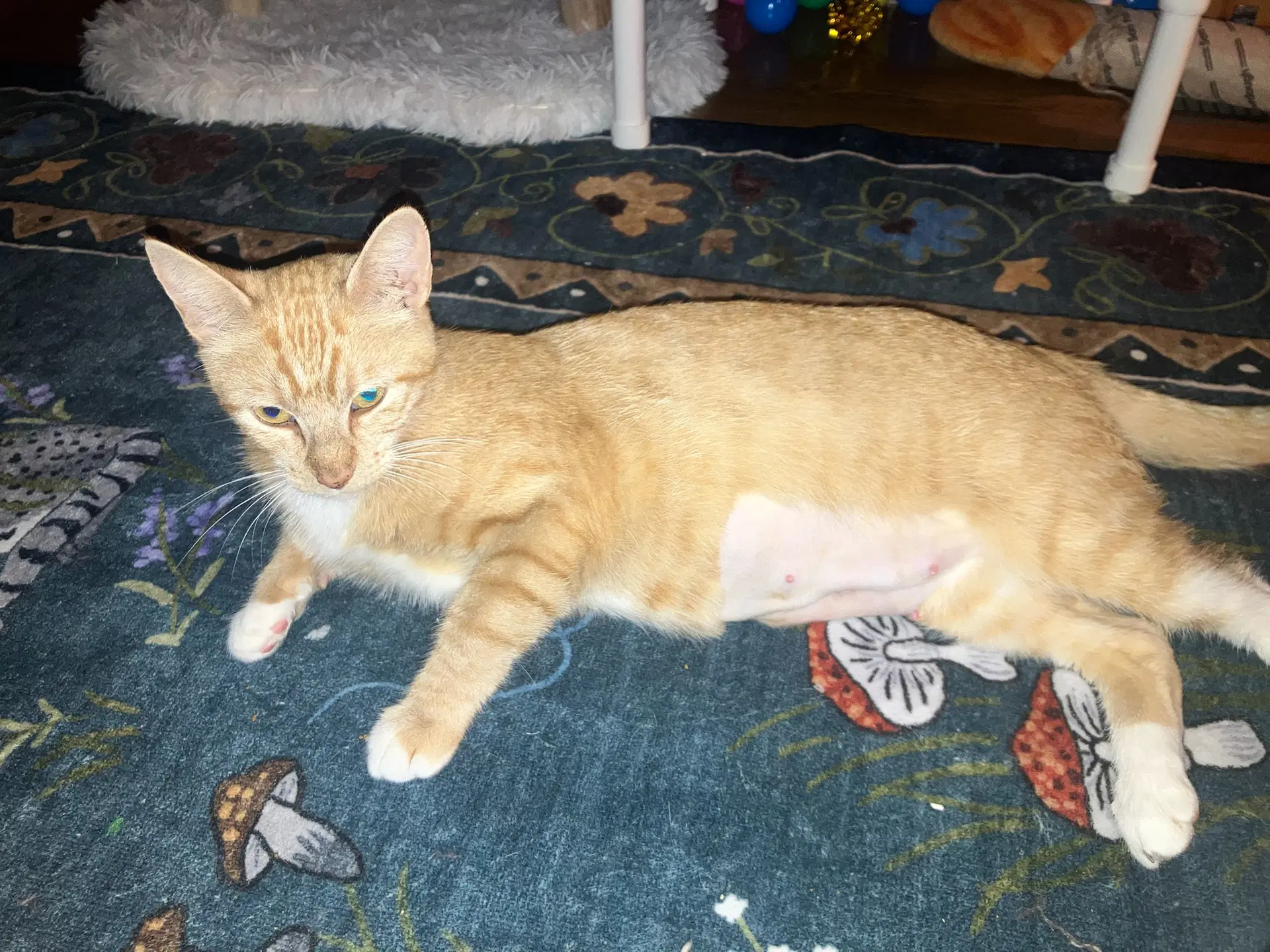 Pepper Ann image 4