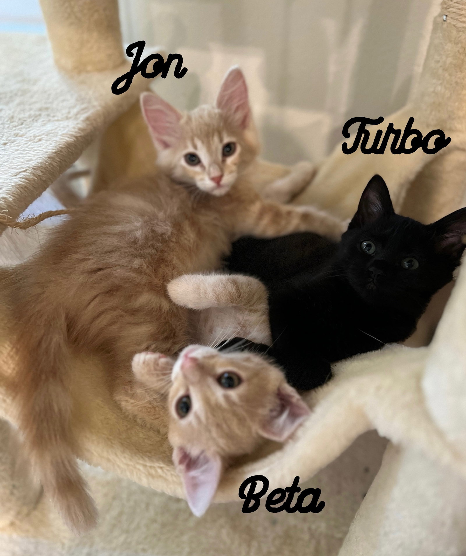 Turbo, Jon & Beta - kittens