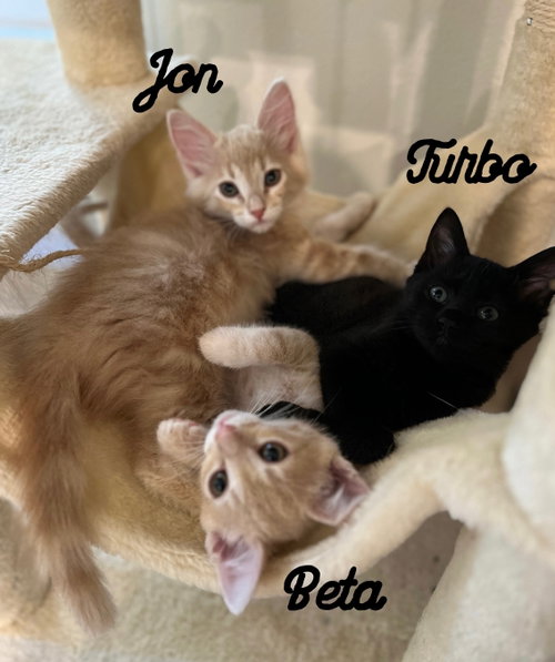 Turbo, Jon & Beta - kittens