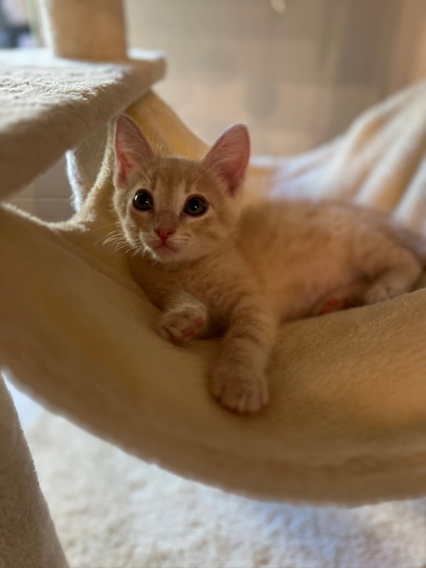 Turbo, Jon & Beta - kittens