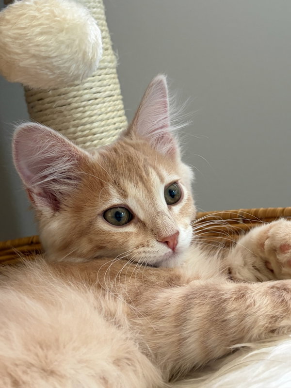 Jon & Beta - Bonded brother kittens