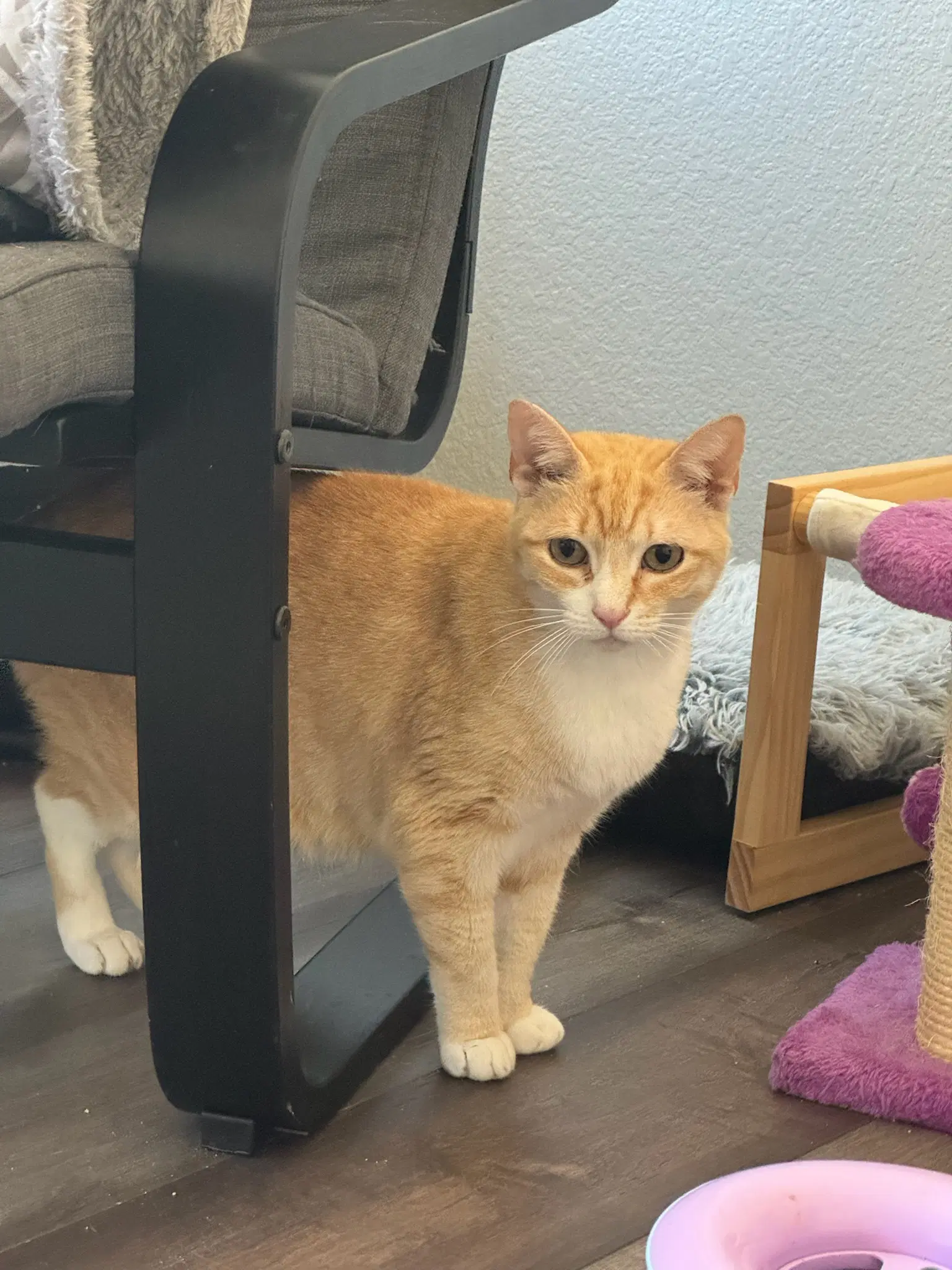 Dodo - Tabby