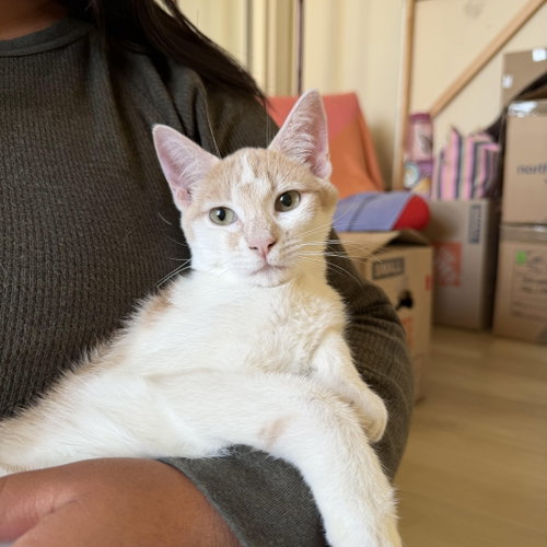 Sherwin - teen kitten, an adoptable Domestic Short Hair in Los Altos Hills, CA