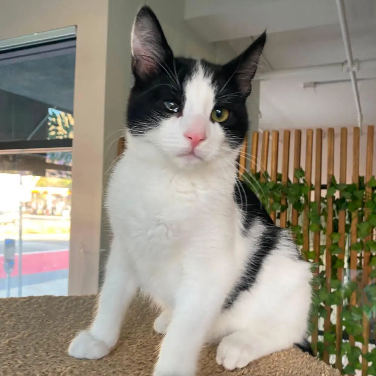 Ben - Male Kitten - Tuxedo
