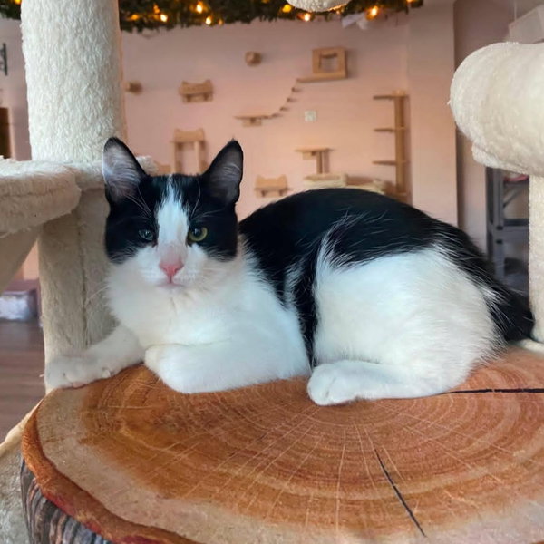 Ben - male kitten