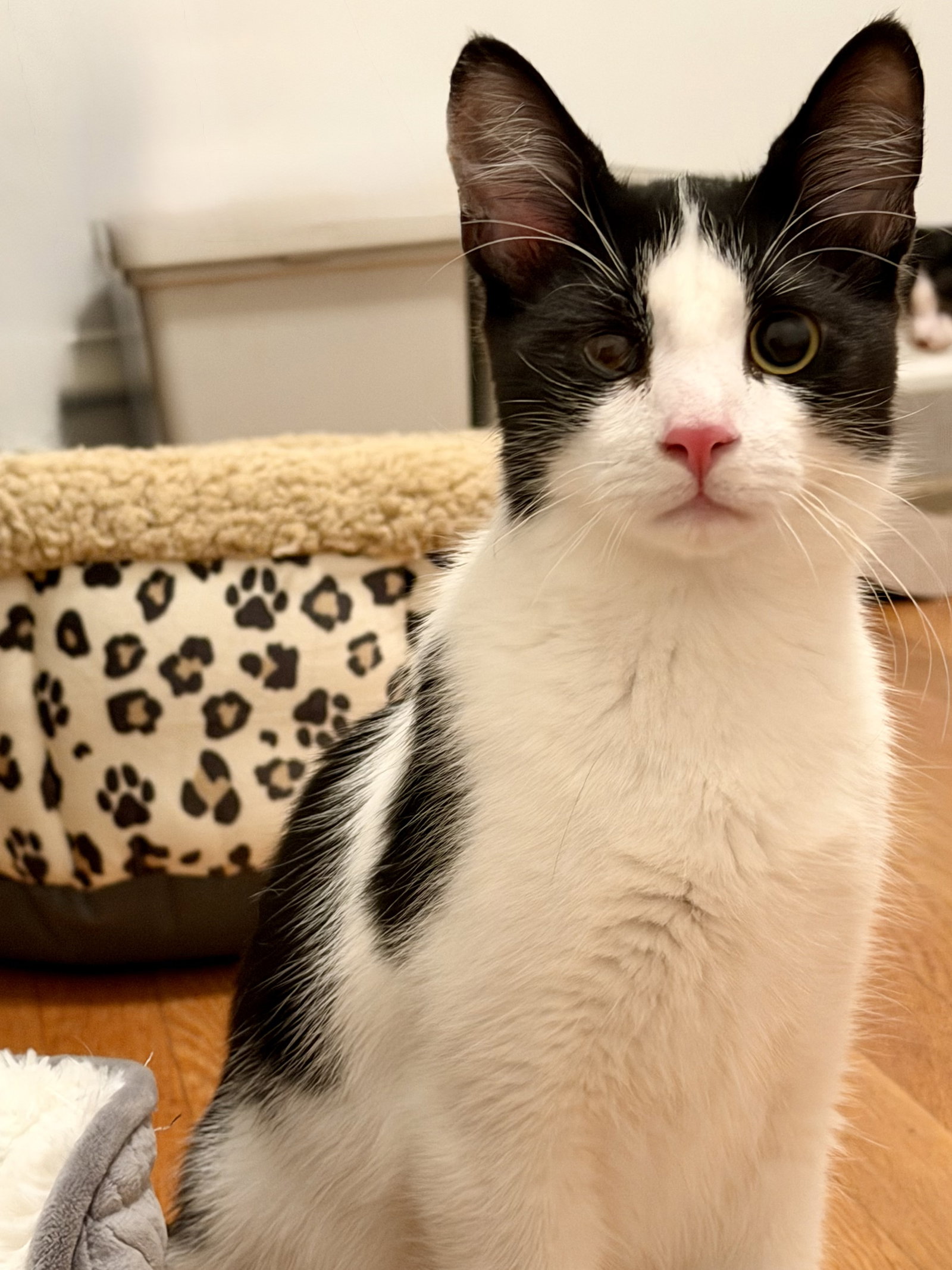 Ben - male kitten