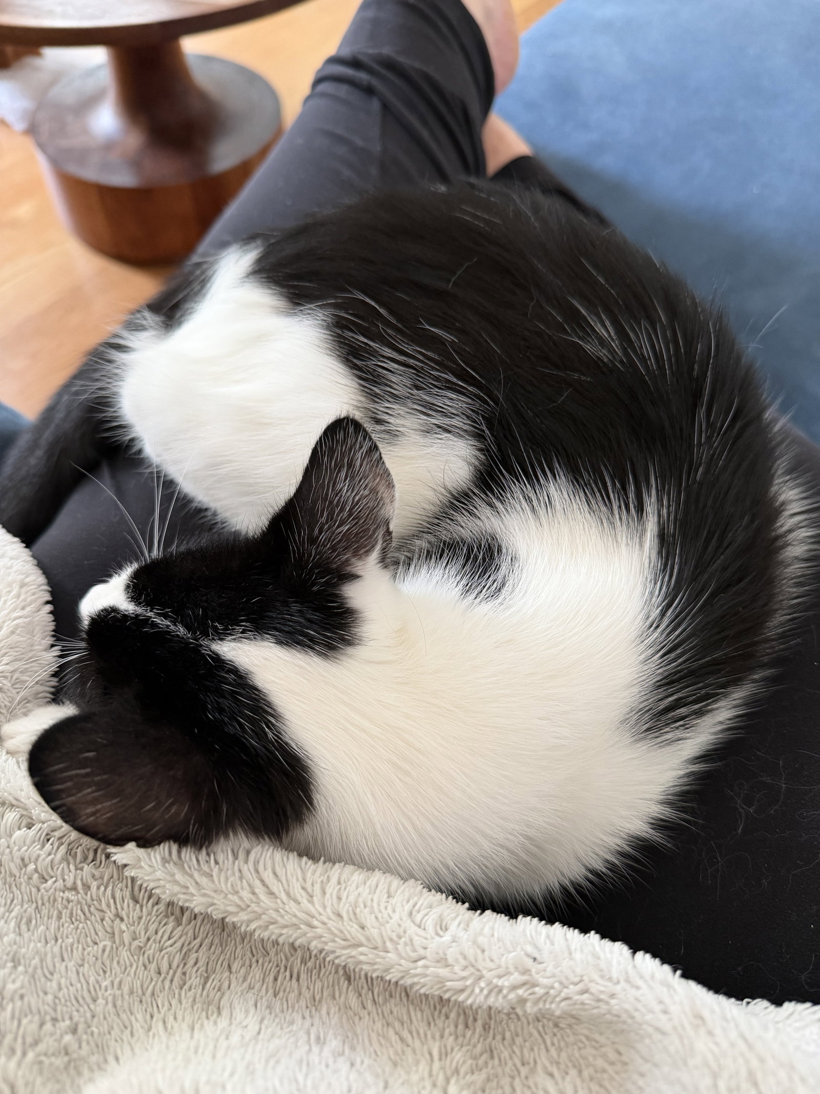 Ben - male kitten, photo 3