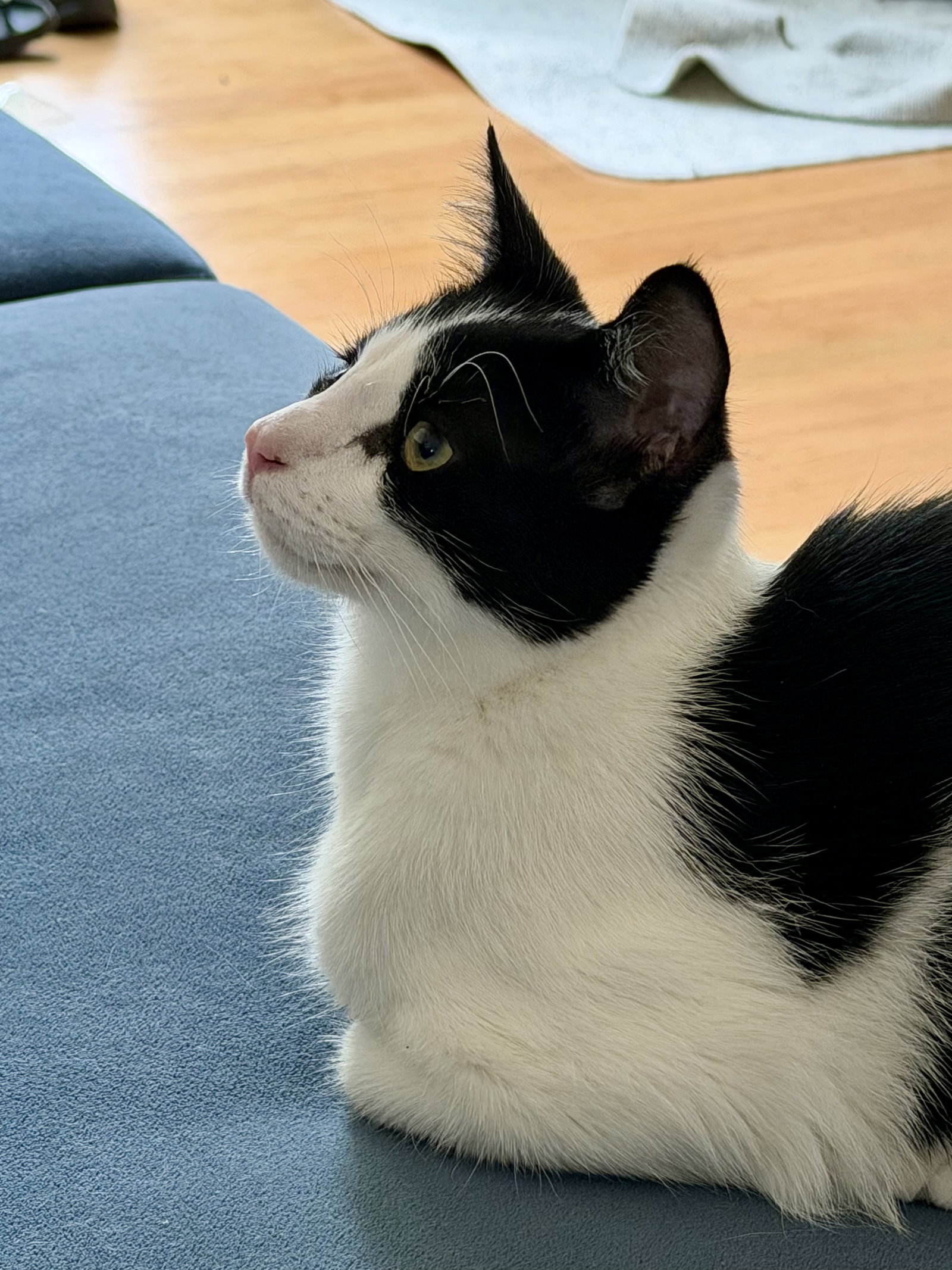 Ben - male kitten, photo 4