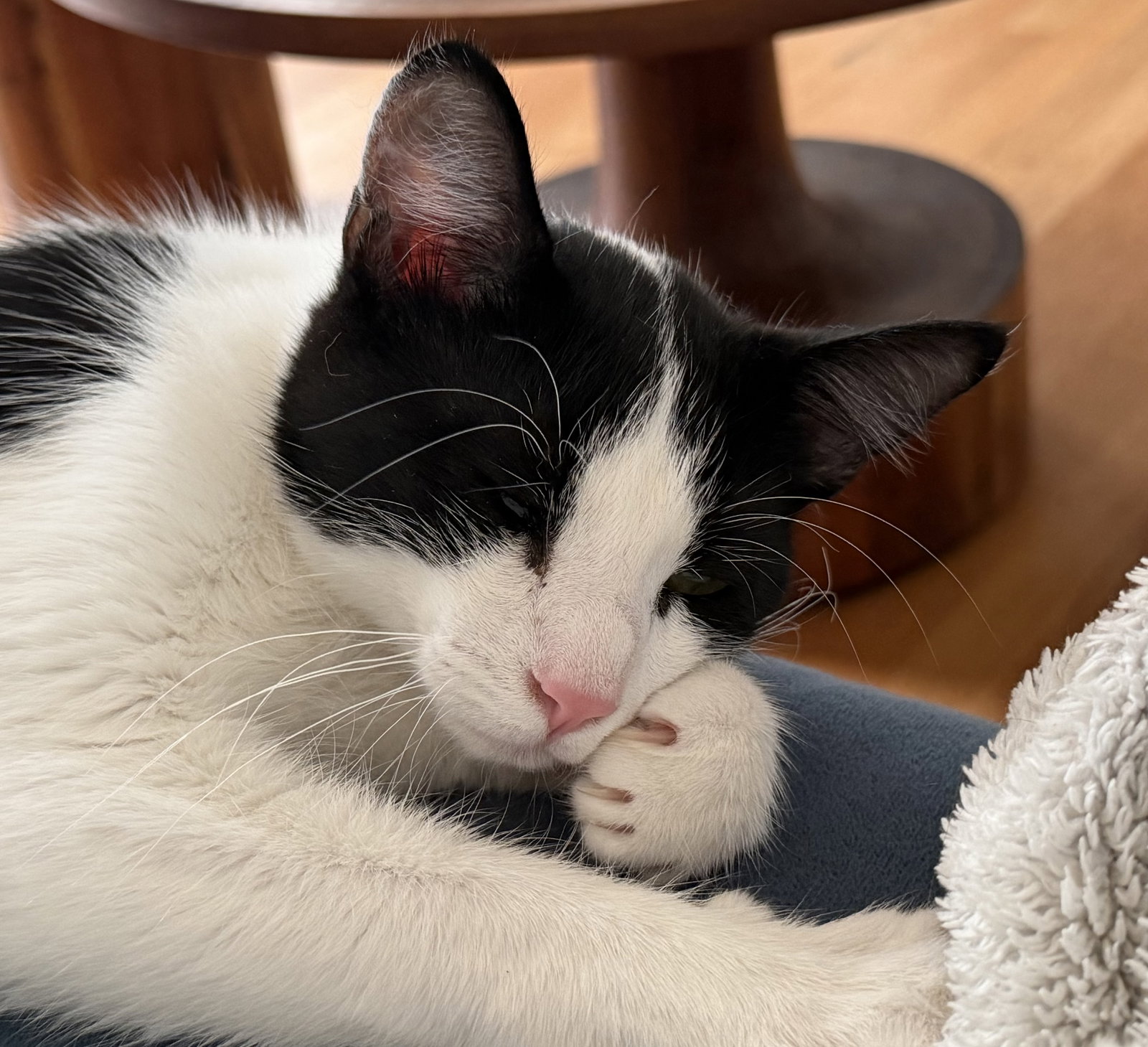 Ben - male kitten, photo 5