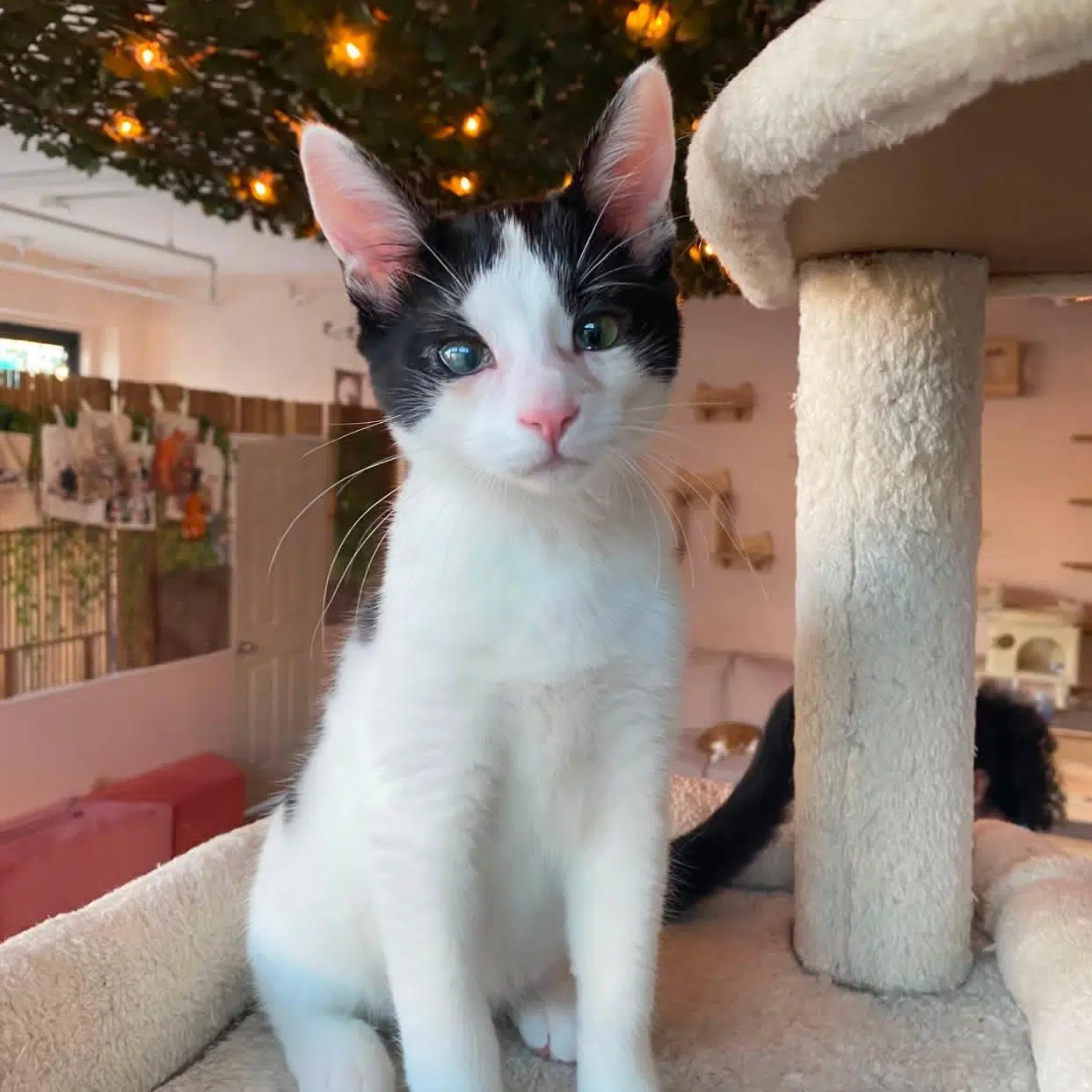 Johnny - Male Kitten image 2