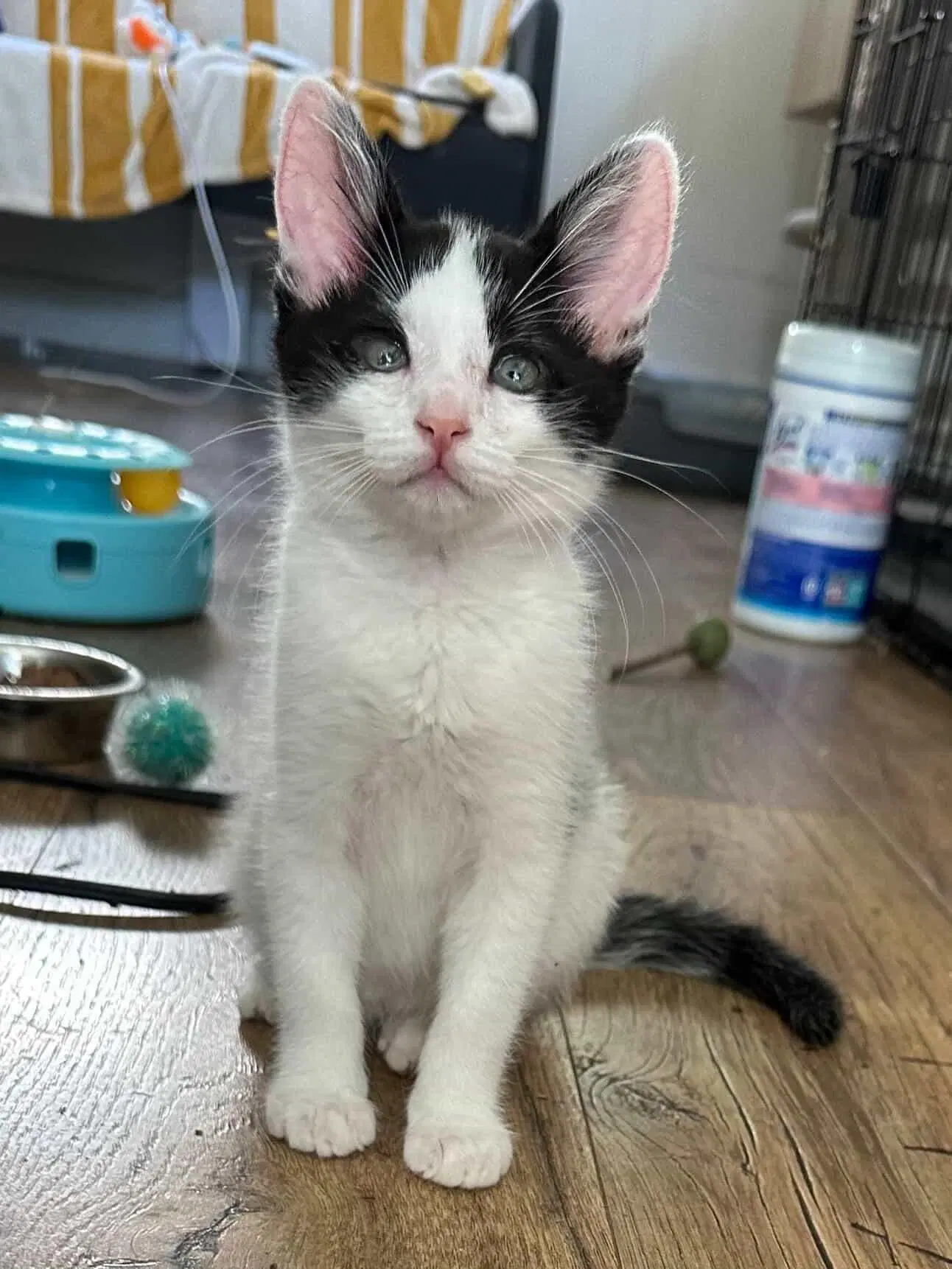 Johnny - Male Kitten - Domestic Short Hair