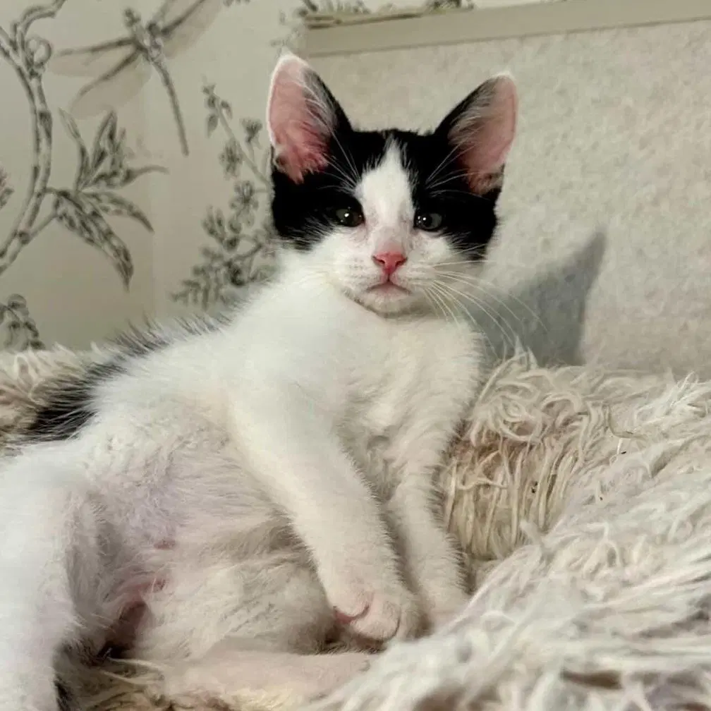 Johnny - Male Kitten image 3