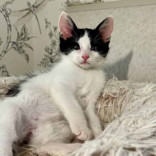 Johnny - male kitten