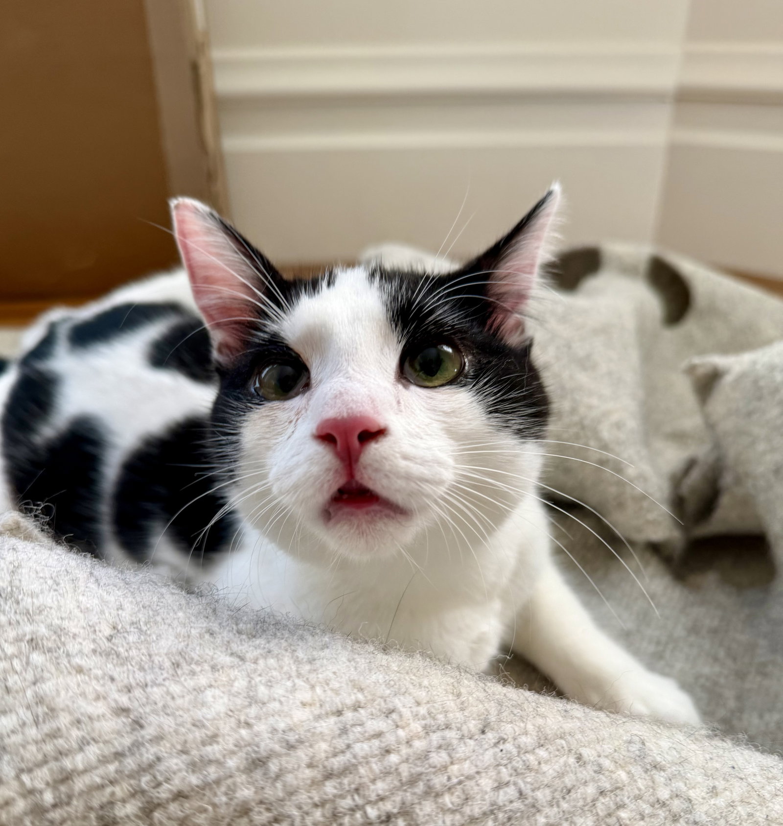 Johnny - male kitten, photo 3