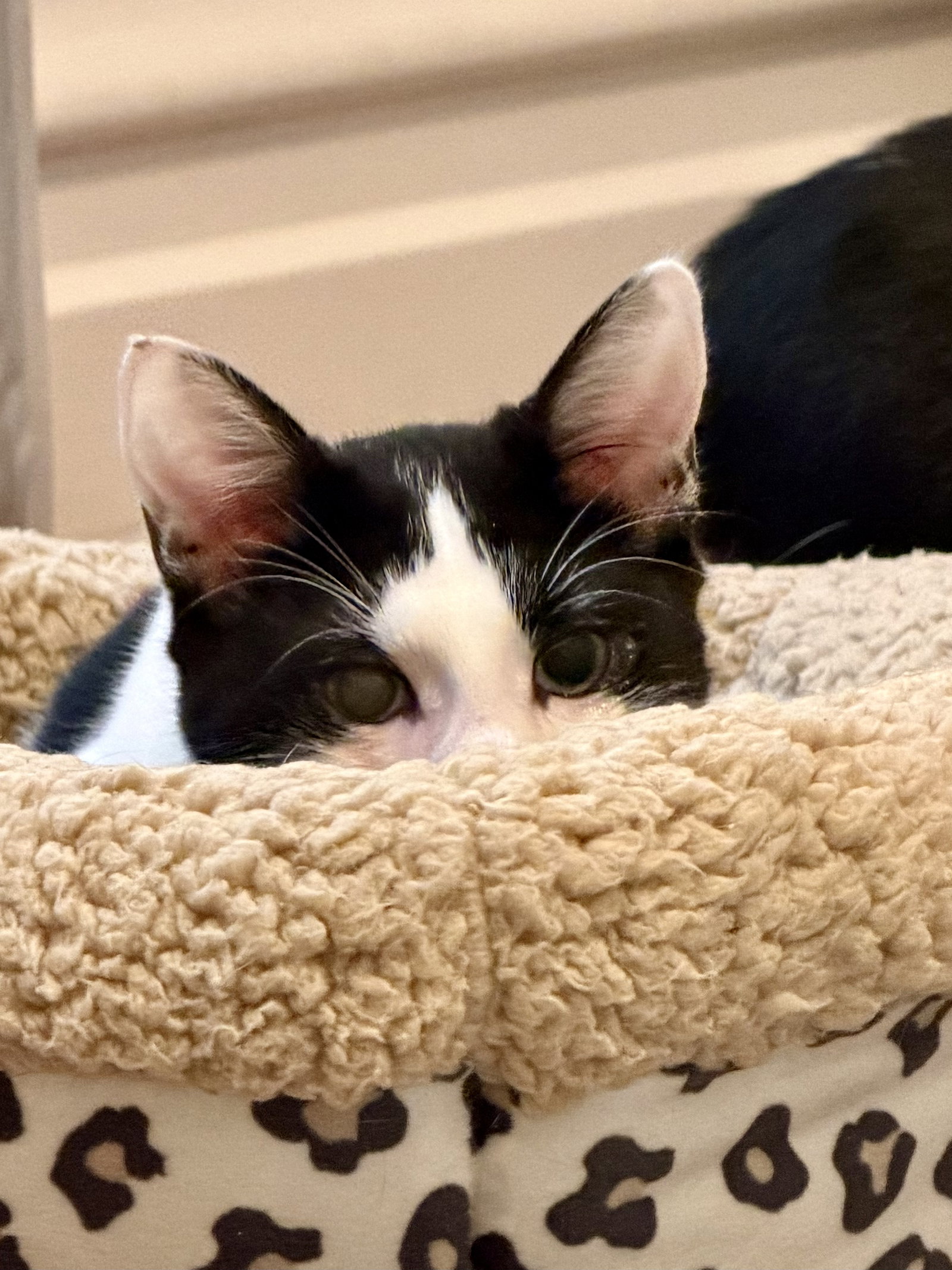 Johnny - male kitten, photo 4