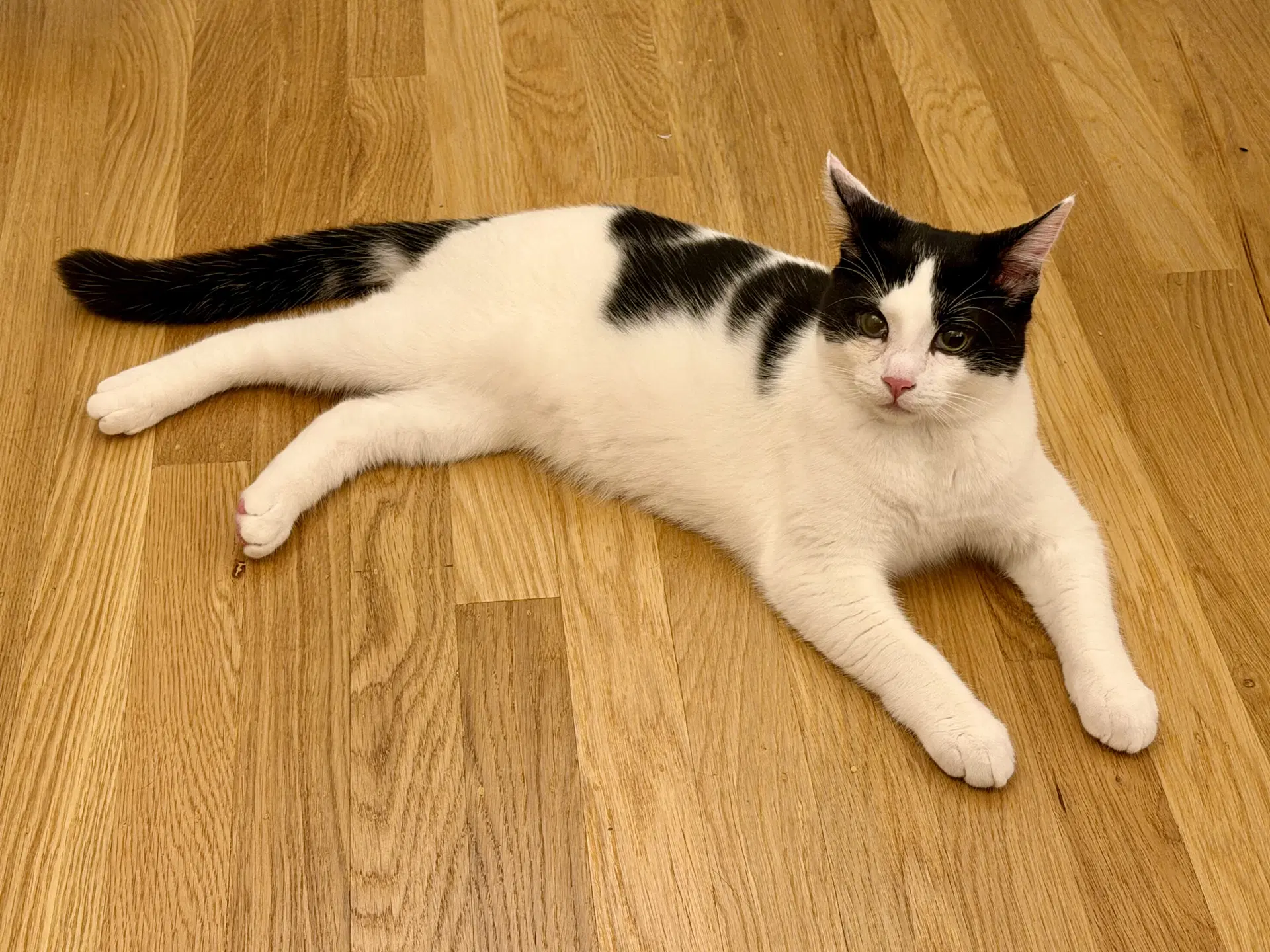 Johnny - Male Kitten - Domestic Short Hair
