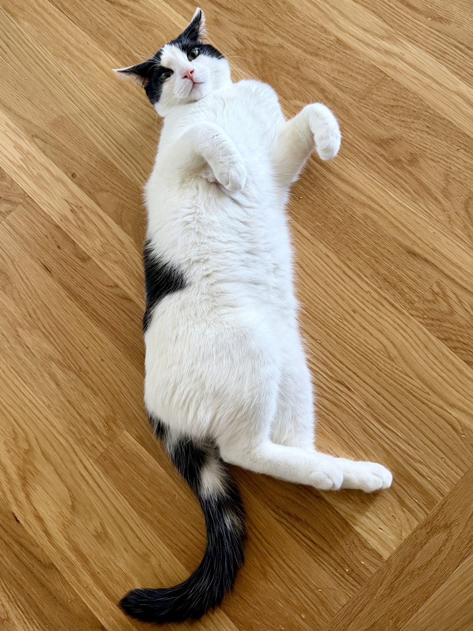 Johnny - male kitten, photo 2
