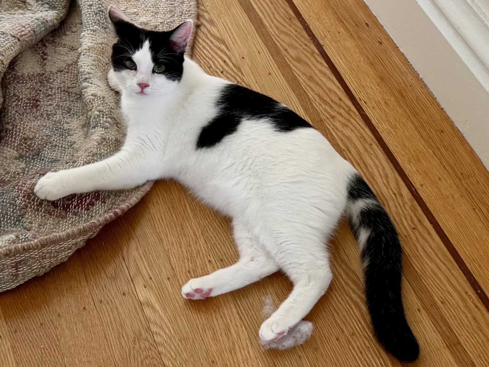 Johnny - male kitten, photo 5