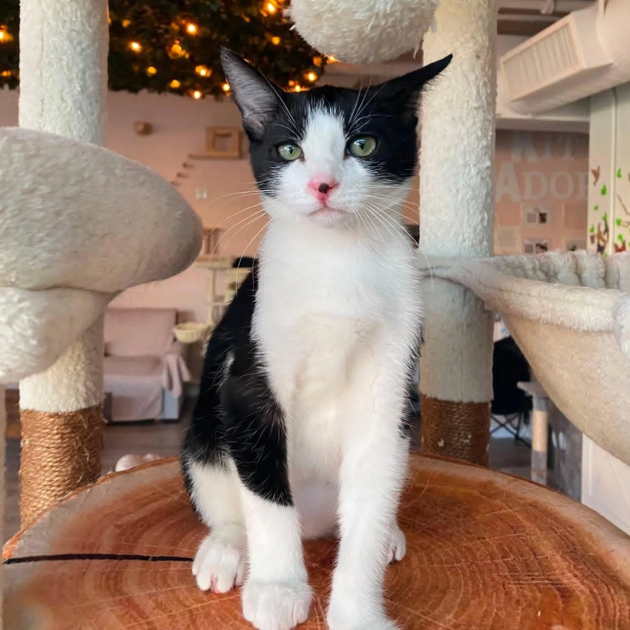 Reed - Male Kitten