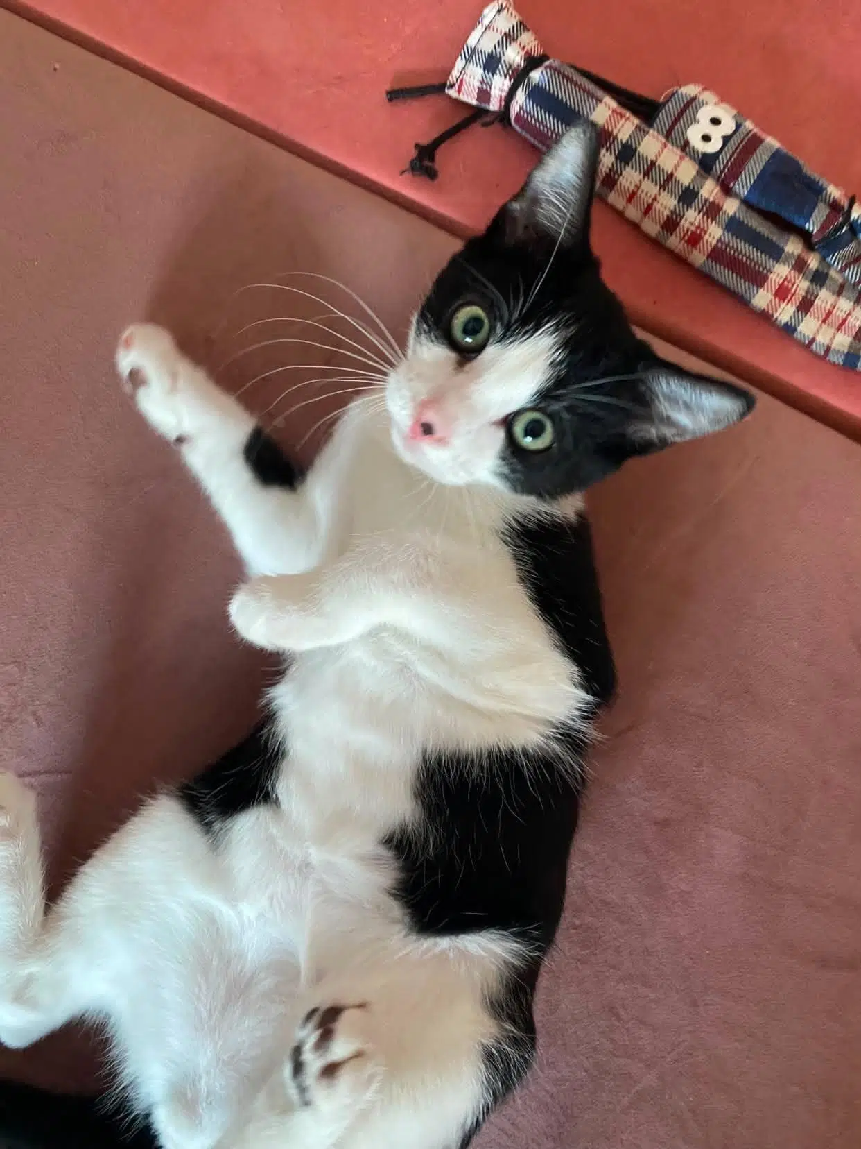 Reed - Male Kitten image 2