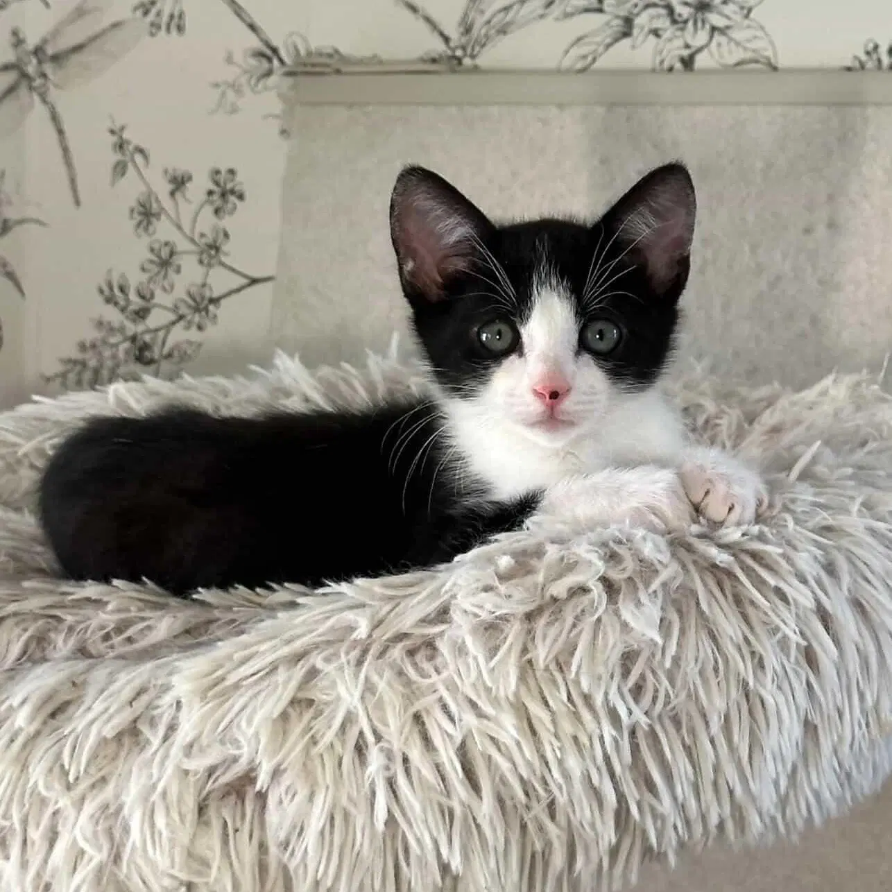 Reed - Male Kitten image 3