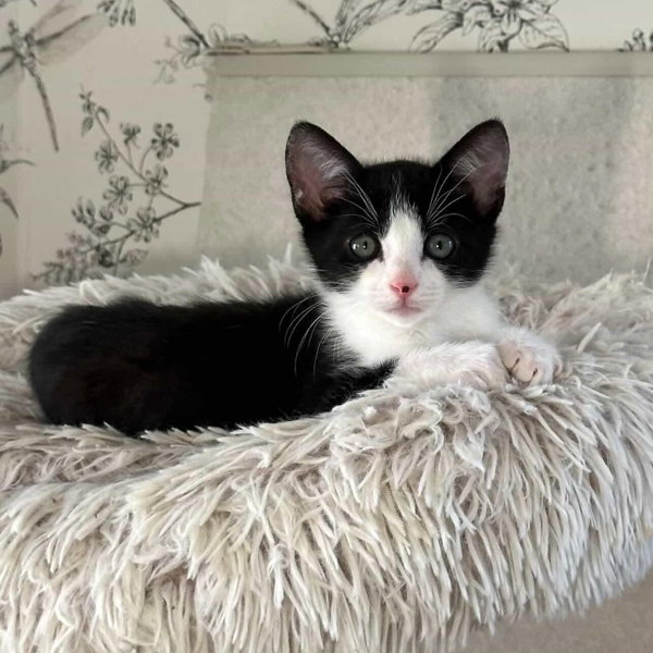 Reed - male kitten
