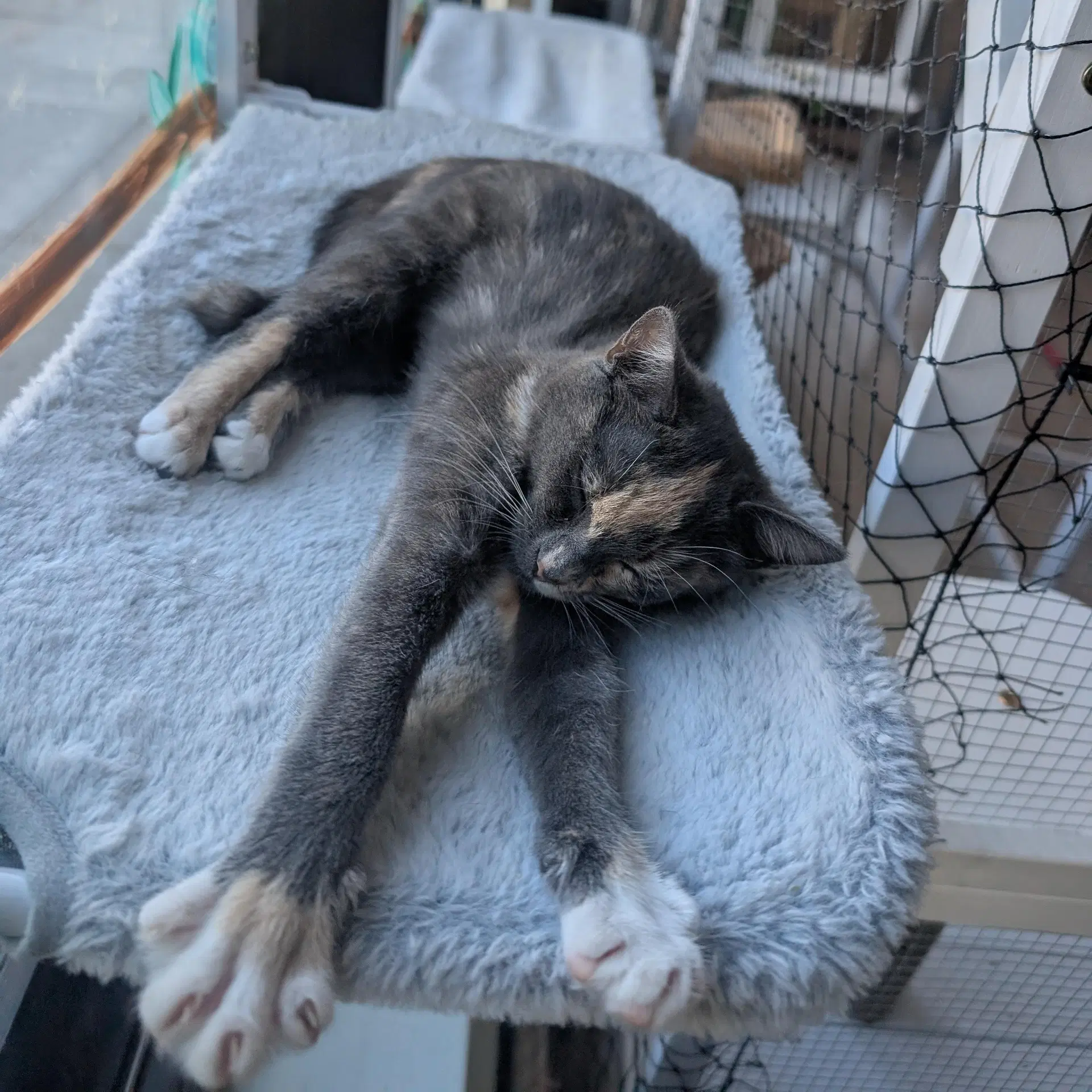 Stardust - Female Kitten image 2