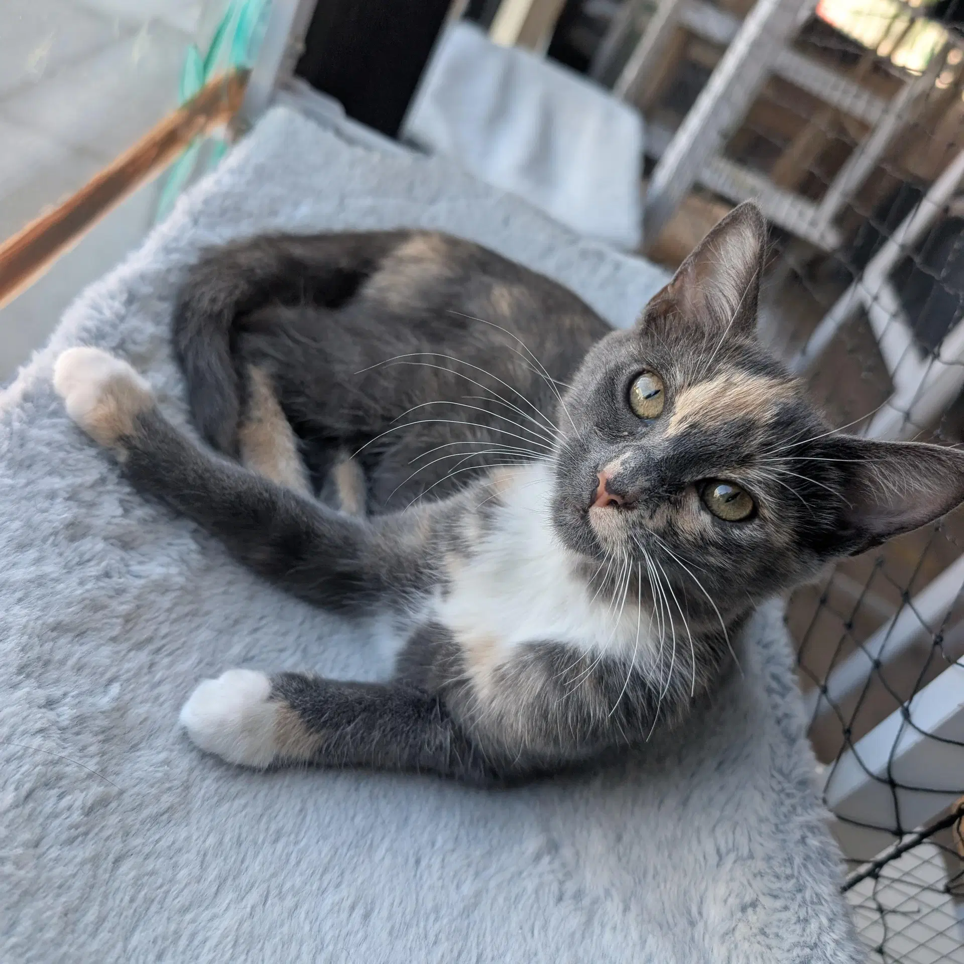 Stardust - Female Kitten - Calico