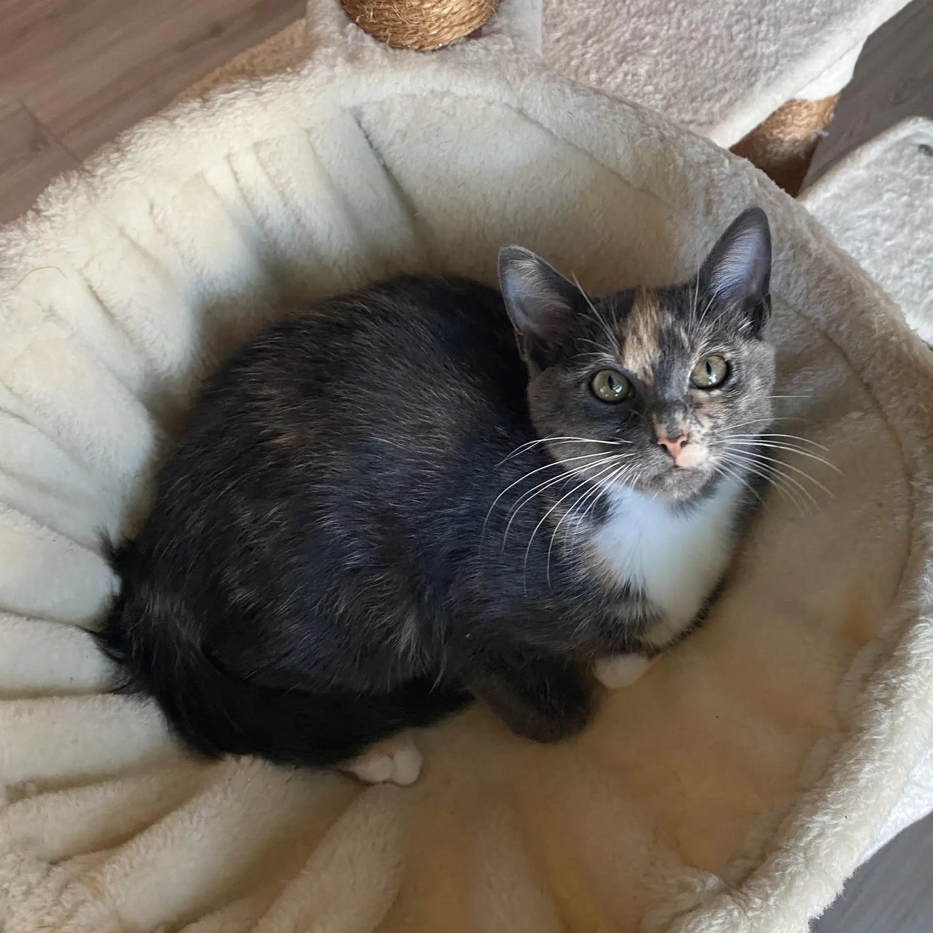 Stardust - Female Kitten image 3