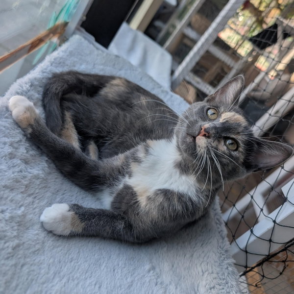 Stardust - female kitten