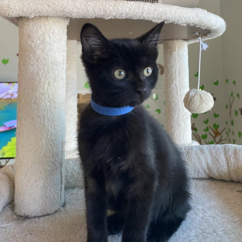 Rocky - male kitten, an adoptable Domestic Short Hair in Los Altos Hills, CA