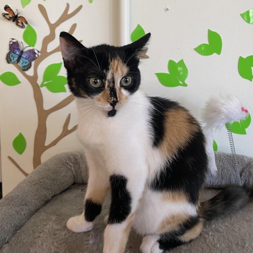 Comet - female kitten