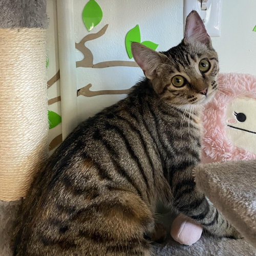 Sheena - female teen kitten, an adoptable Tabby in Los Altos Hills, CA