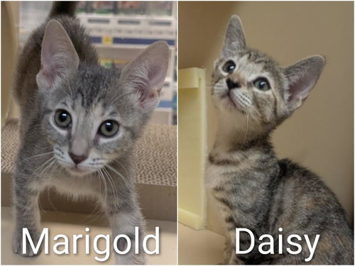 Daisy & Marigold -bonded kitten sisters, an adoptable Tabby in Los Altos Hills, CA