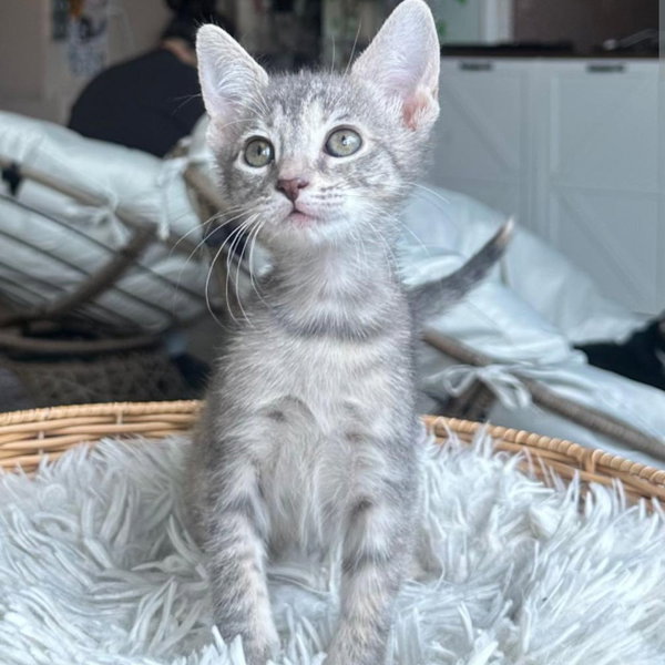 Daisy & Marigold -bonded kitten sisters