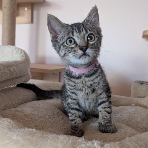 Dahlia - female kitten, an adoptable Tabby in Los Altos Hills, CA