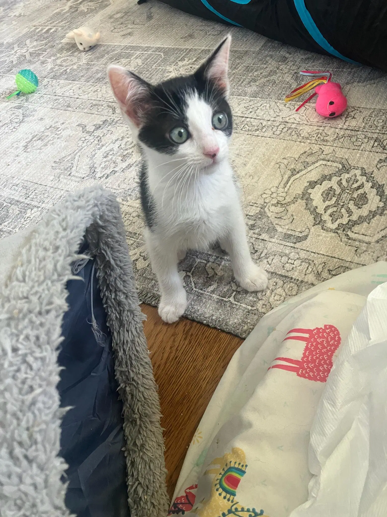 Avril - Female Kitten image 2